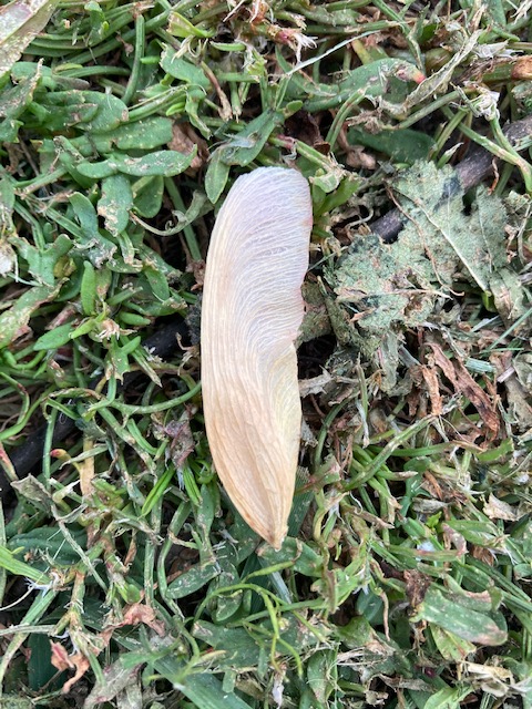 bonhogue's tweet image. Watched &quot;Soul&quot; last night.  Went out w/my cuppa chai in the early sunrise and found this in my yard.  #SoulMovie #MessageFromBeyond