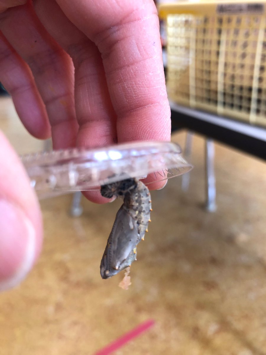 Quilchena Elementary School tweet media