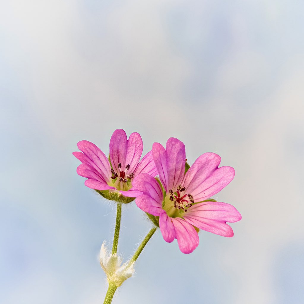 _basic_pixels's tweet photo. Spring colors
50 raw images, #olloclip macro 7x over the wide camera of iPhone 11 Pro Max, #camerapixels PRO (focus bracket capture), #HeliconFocus (focus stacking), #macrophotography #macro #focusstacking https://t.co/8aaGgTfgz5