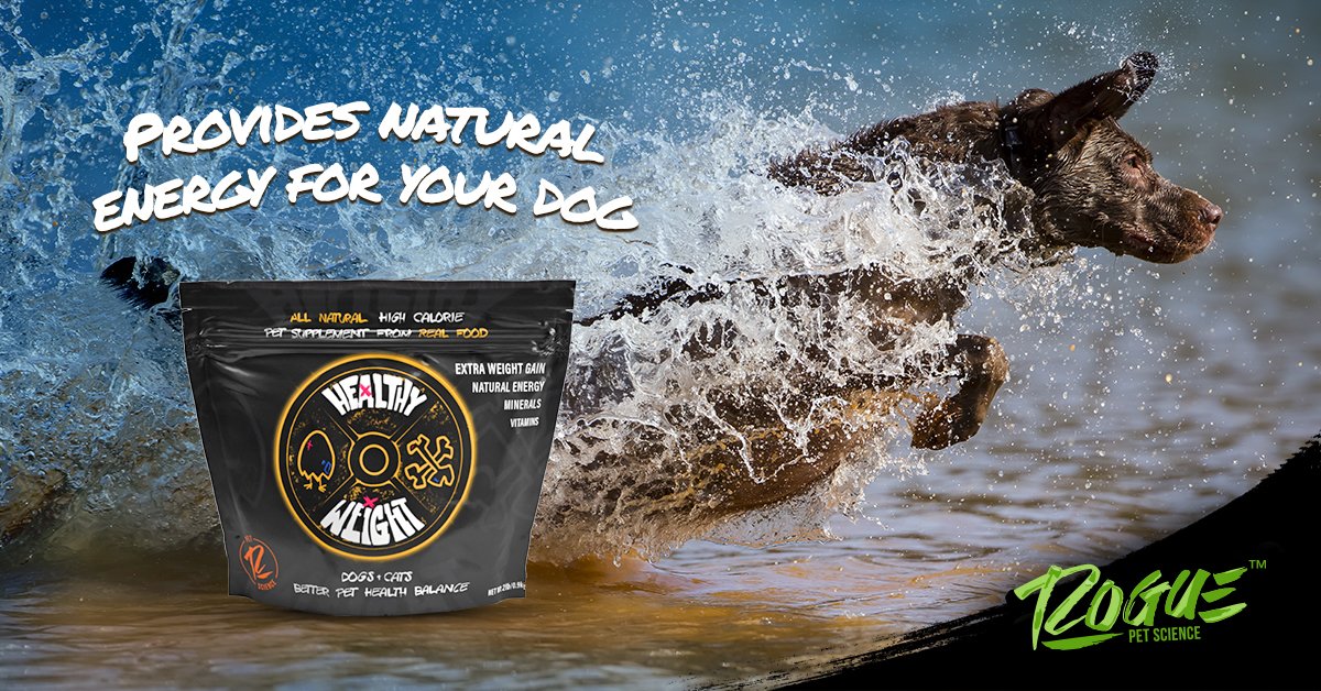 RoguePetScience's tweet image. Healthy Weight provides natural energy for your dog from real food sources such as sweet potato, carrot fiber, whole egg and sprouted barley. Great for dogs that are working hard for you!  Order Today: ow.ly/oCNU50ECOjx

#GunDogMag #BirdDog #GunDogMagazine #GunDog