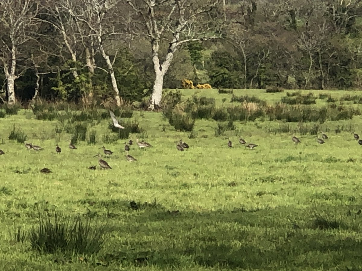 Ashley RN DN QN (@ashleyramsay50) on Twitter photo Nothing beats a long walk in our beautiful countryside - a fabulous tree in full bloom, the hills of Scotland behind Islandmagee and a flock of curlew feeding in the field <a href="/NHSCTrust/">Northern Trust</a> #HealthForAllNI #COVID19 Nothing beats a long walk in our beautiful countryside - a fabulous tree in full bloom, the hills of Scotland behind Islandmagee and a flock of curlew feeding in the field <a href="/NHSCTrust/">Northern Trust</a> #HealthForAllNI #COVID19