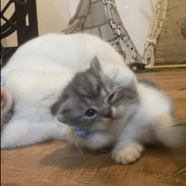૮꒰˵• ﻌ •˵꒱ა tweet media