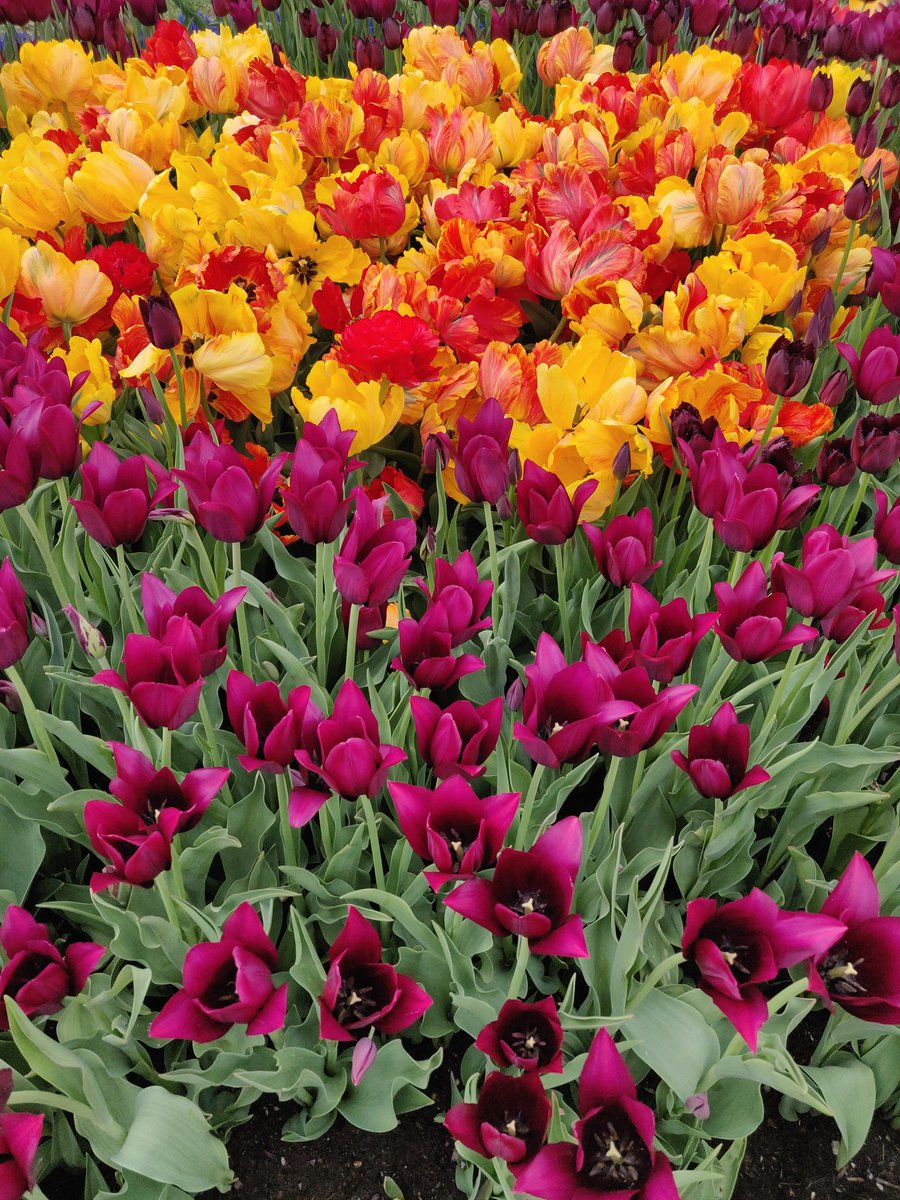 smalltdgothwife's tweet photo. It's #tulip time in #AlbanyNY
#springtime #albany #smallbany https://t.co/YBjlTF13Sc