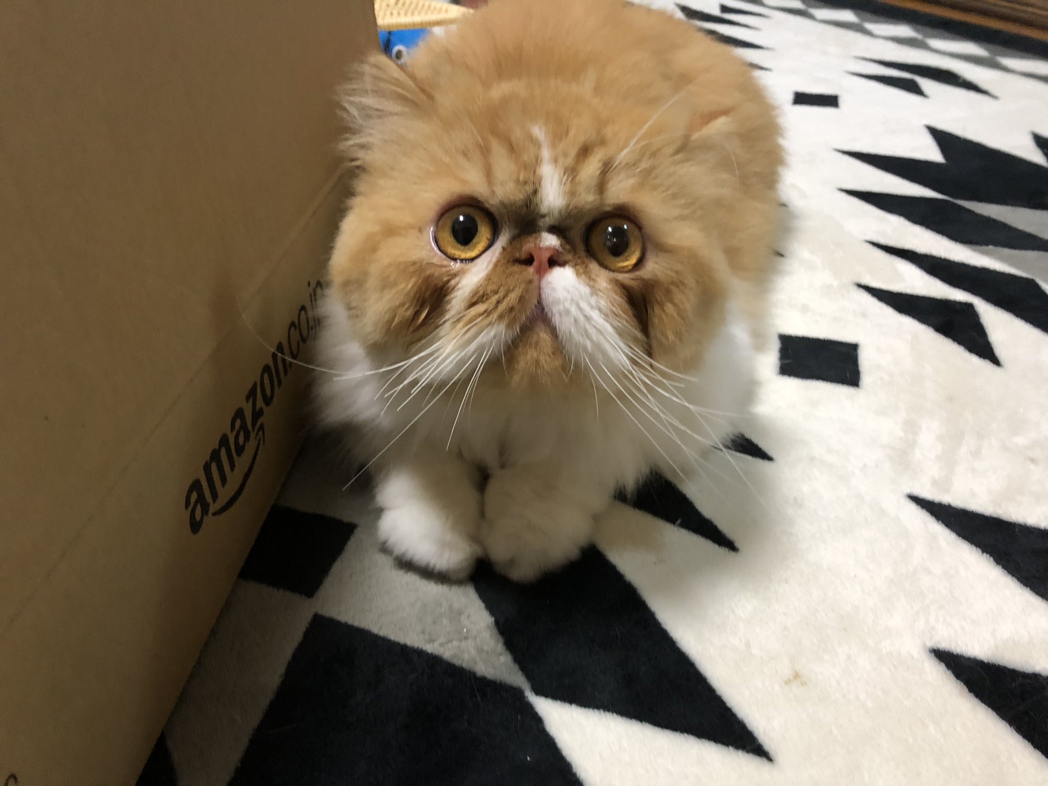 狸ちくわ君 Tanu Chikuwa Twitter