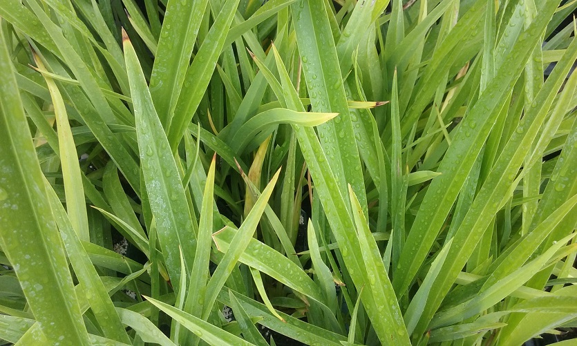 Plantgroup tweet media