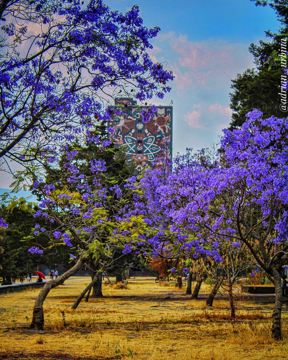 UNAM tweet media