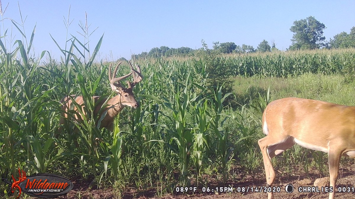 Won't be long... #VelvetBucks #WildgameInnovations #WildgameTrailCam