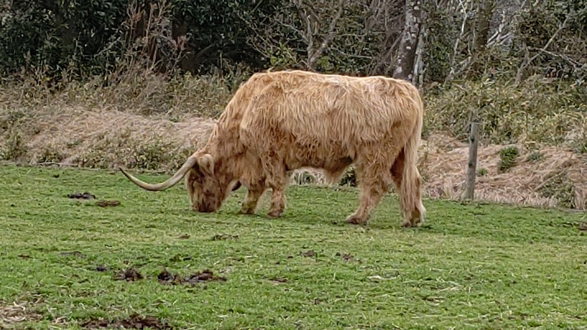 た け し 綿 先日 21年３月28日 行ってきた マザー牧場 で見かけた牛たち その６ マザーファームツアーdx に参加し トラクター列車ごと牛舎に入った後 再び牧草地を移動 シャロレー種 フランスの白い肉牛 は残念ながら居なくなっていましたが