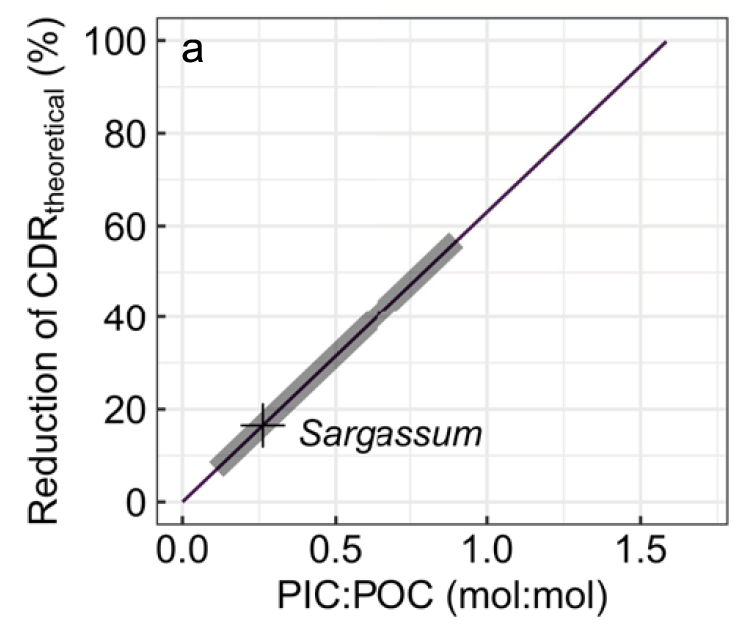 5/n Based on the amount of calcium carbonate associated with pelagic Sargassum from the Sargasso Sea we estimated that the CO2 discount due to the  #calcification is between 7-57%. i.e. negligible to substantial.