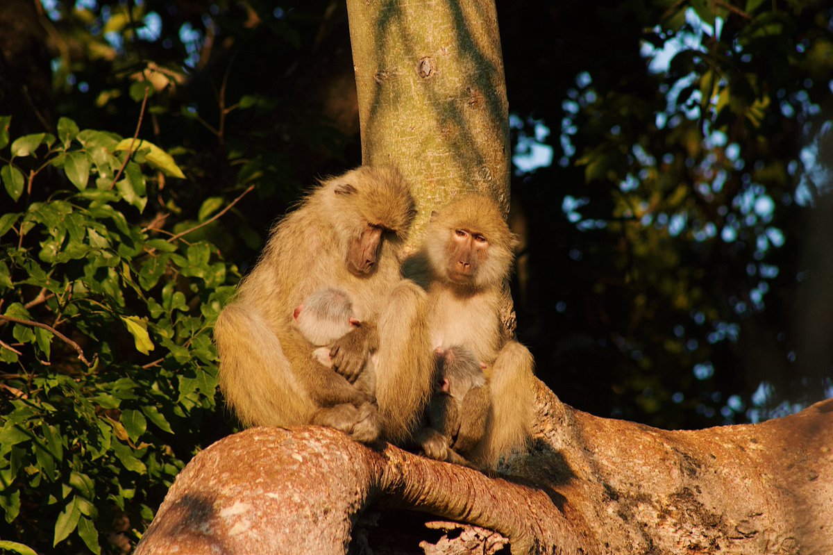 meganpetersdorf's tweet photo. Happy Motherβs Day π #baboonlife https://t.co/IUgdoOPhbN