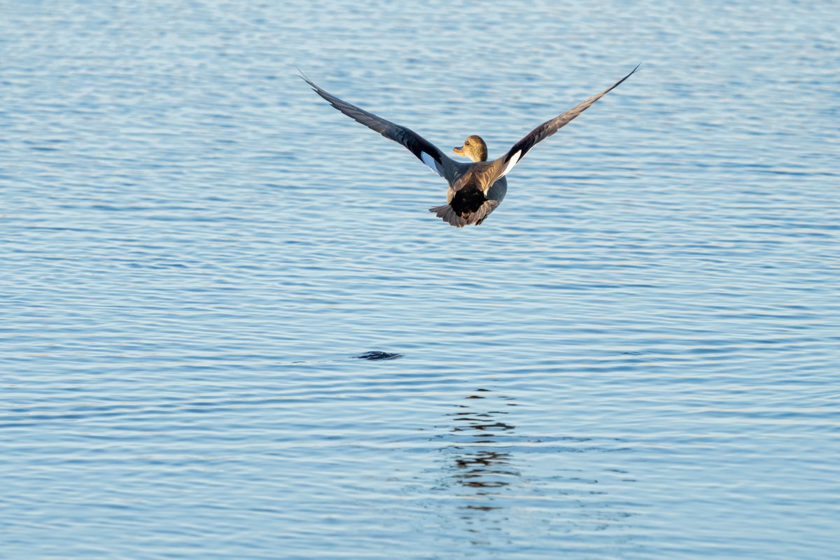 adatom1's tweet photo. I always seem to be on the wrong side of the flight path. At lease now that I shoot the #SonyAlpha1 the foul look back to admire #mygear. #NaturePhotography #Natureplanet #Foul #Ducks #NatureIsAmazing #BIF https://t.co/w6urZOEIt4