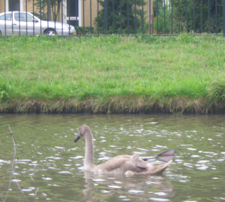 #HappyMothersDay #mothersday #Holland #Netherland #bird #オランダ #母の日