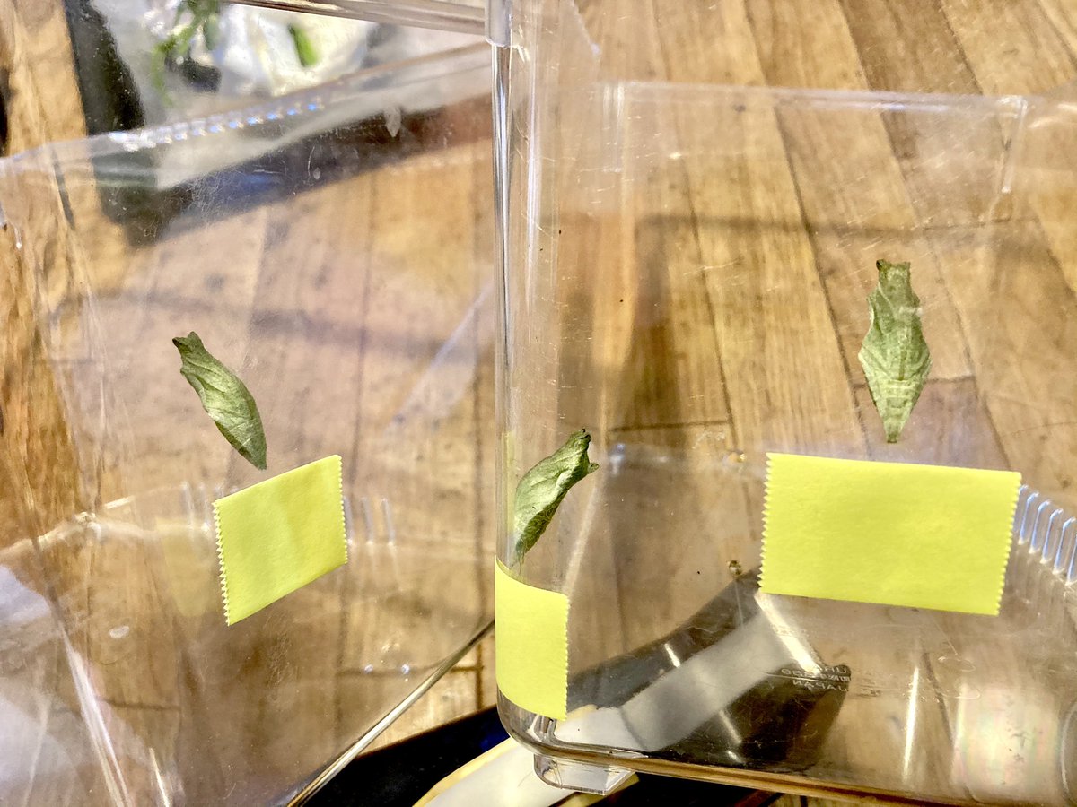 ট ইট র Takako T 飼育箱の壁で蛹になっちゃった子たちには不織布で羽化のための足場を作ってあげるよ ナミアゲハ アゲハ蝶 蛹
