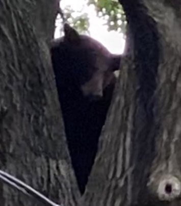 a bear story (with spoiler pics along the way)the wife and i watched reports of the black bear that wandered into suburban st. louis yesterday, inside the 270 outer-highway circle, then made its way to a town very nearby by this afternoon. 1/