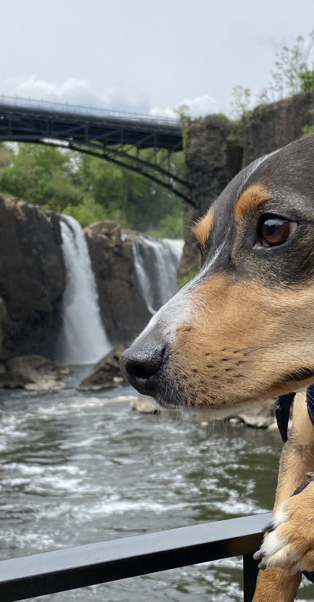 JerseyHeather's tweet photo. Lou went to @Paterson_Falls today and we didnโt see you @JerrySpeziale ๐ but that is probably a good thing ๐คฃ https://t.co/FkeV6TdYnj