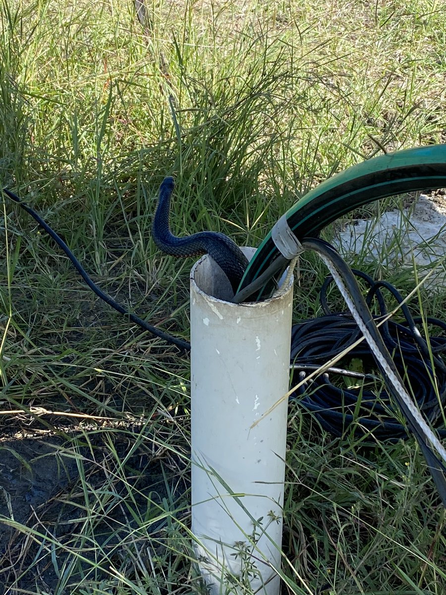 AdamCoffeyNT's tweet photo. Bore pump been playing up so started pulling it up by hand 😱😂 
Just on my way back to the house to change my jocks 😂😂🙈 https://t.co/gENfqSy2eP