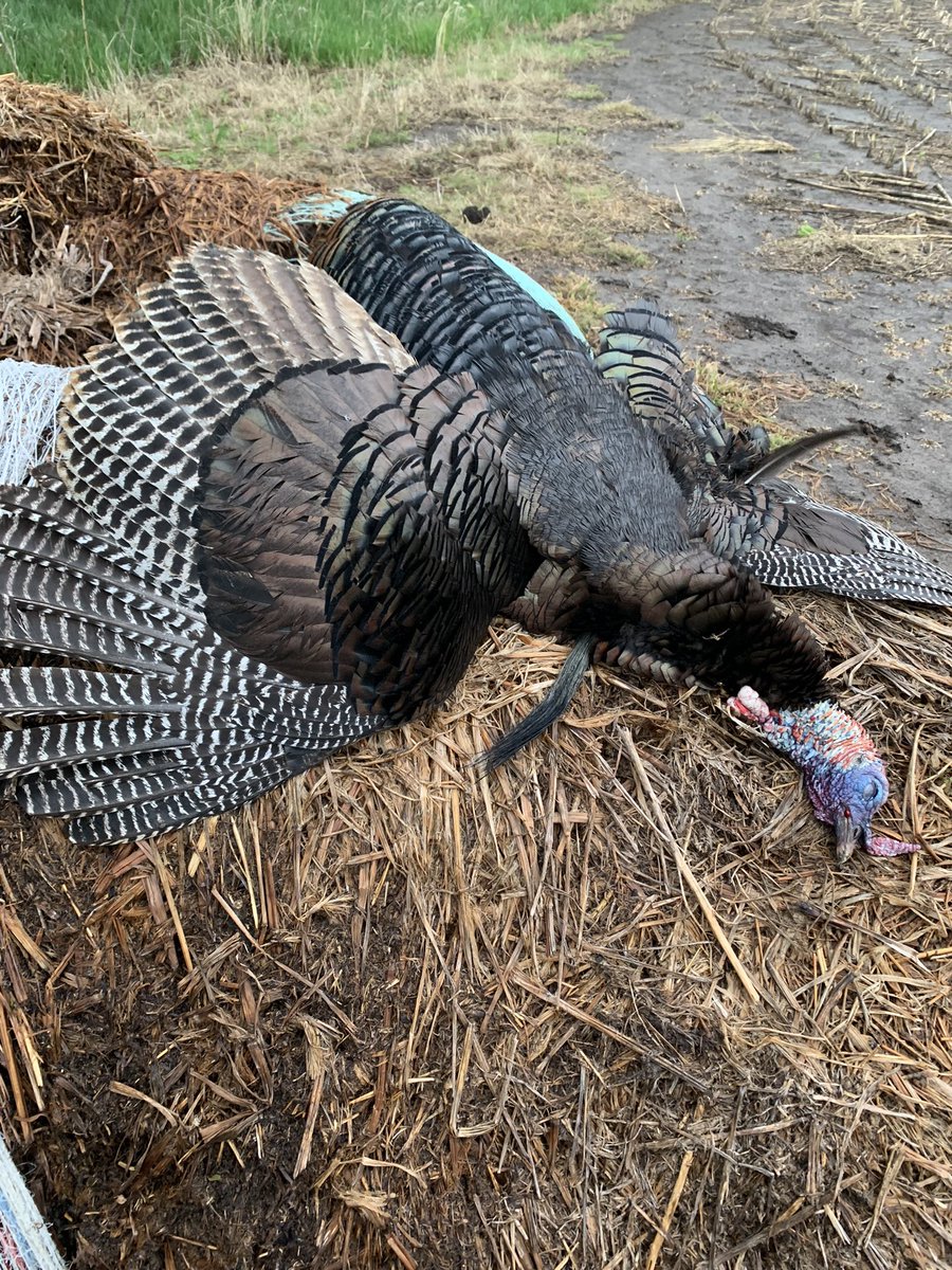 Harvested my first Kansas turkey this morning! #WIHA #HuntKS