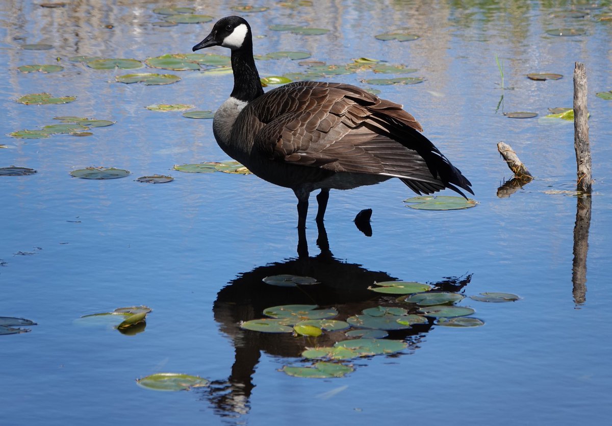 What a week outside. #bcbirdtrail #bcwildlife #vanbirdparty #seekthemargins