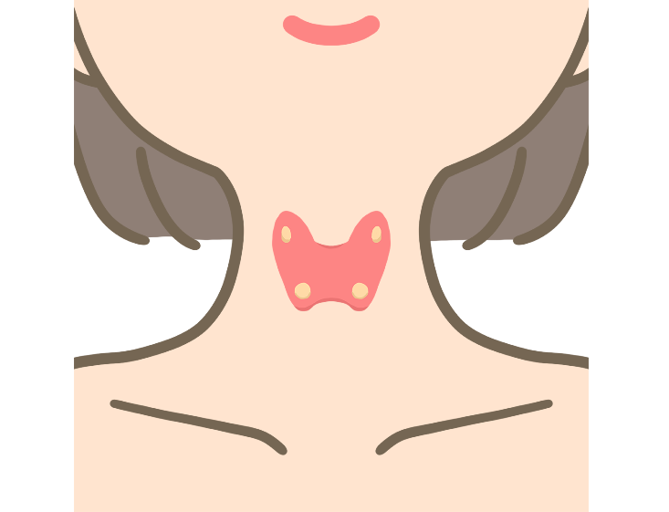 看護roo 公式 かんごるー 甲状腺と副甲状腺のイラスト ないかなぁ W どうぞ 勉強会にも使えるよ フリーイラスト フリー素材 作 Kangoshi Illust 看護師 イラスト集 甲状腺 とその後面にある副甲状腺のイラスト