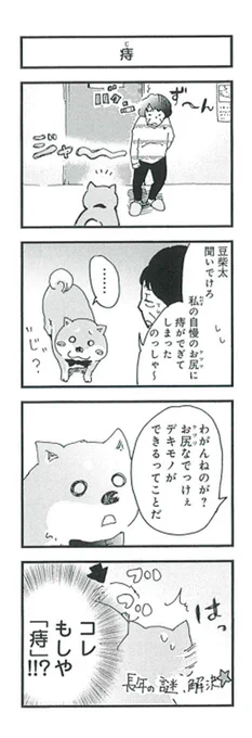 柴ばあと豆柴太の4コマ漫画⑥「痔」「写真のポーズ」#4コマ #4コマ漫画 #柴犬 #犬 #わんこ #豆柴 #写真 