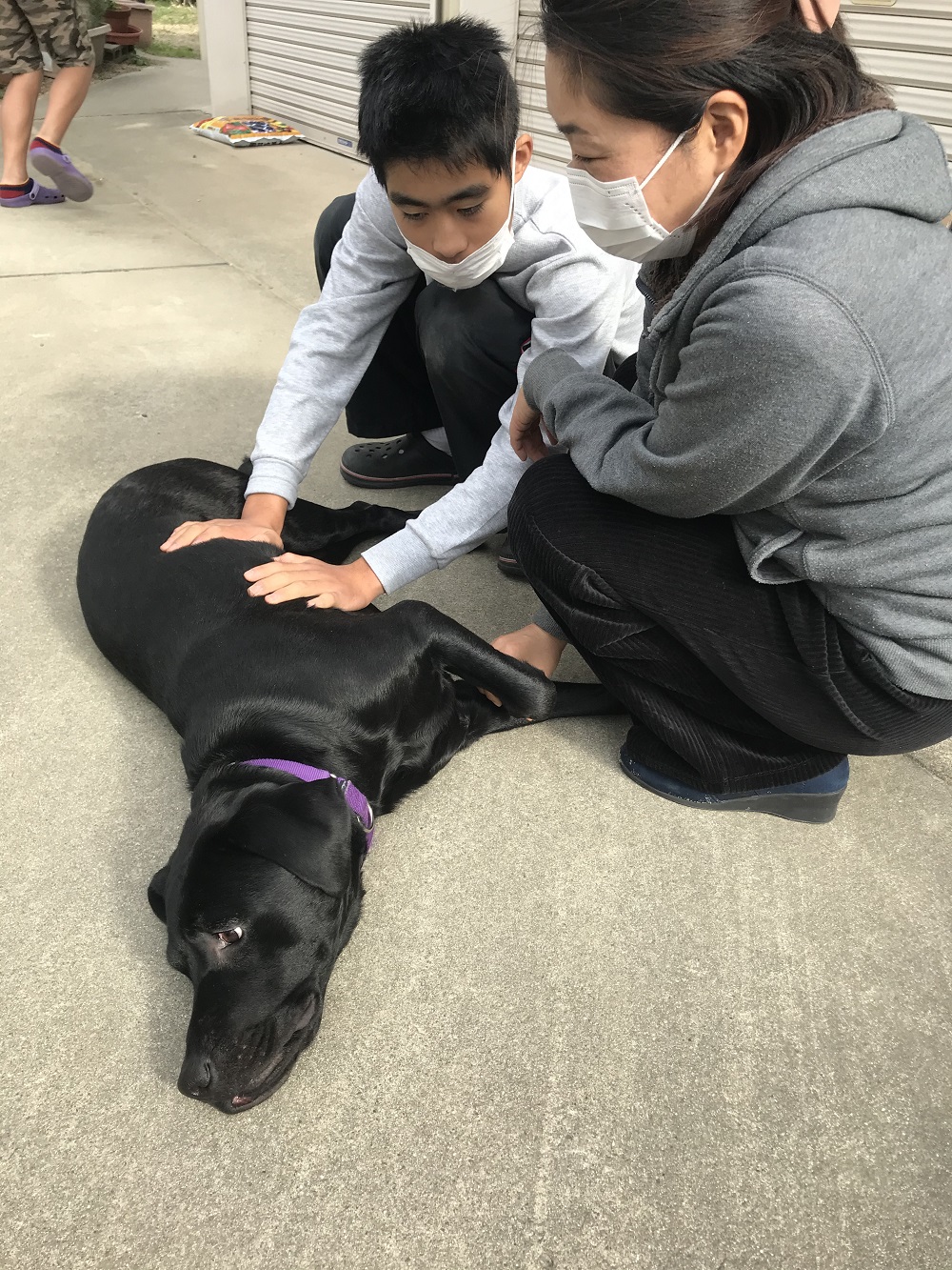 社福 日本介助犬協会 介助犬フェスタ21 コンテンツ紹介 公益活動紹介 With You プロジェクト 犬 と過ごすことで障害のある息子さんの情緒が落ち着くかも というご希望で１頭のキャリアチェンジ犬を迎えました 犬を家族として迎えたことでご家族の間