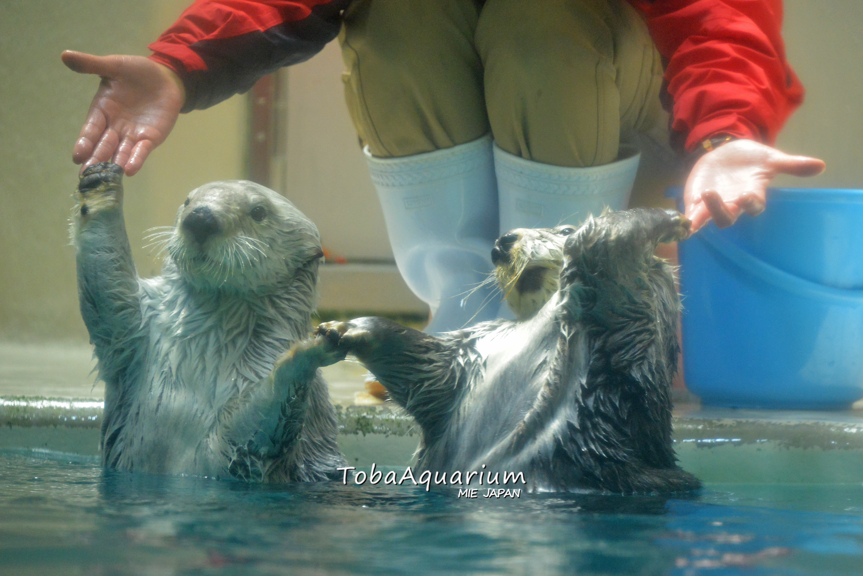 鳥羽水族館 Toba Aquarium 手つなぎラッコ メイキラver 鳥羽水族館 ラッコ 今日のメイキラ T Co 75qvaogkop Twitter
