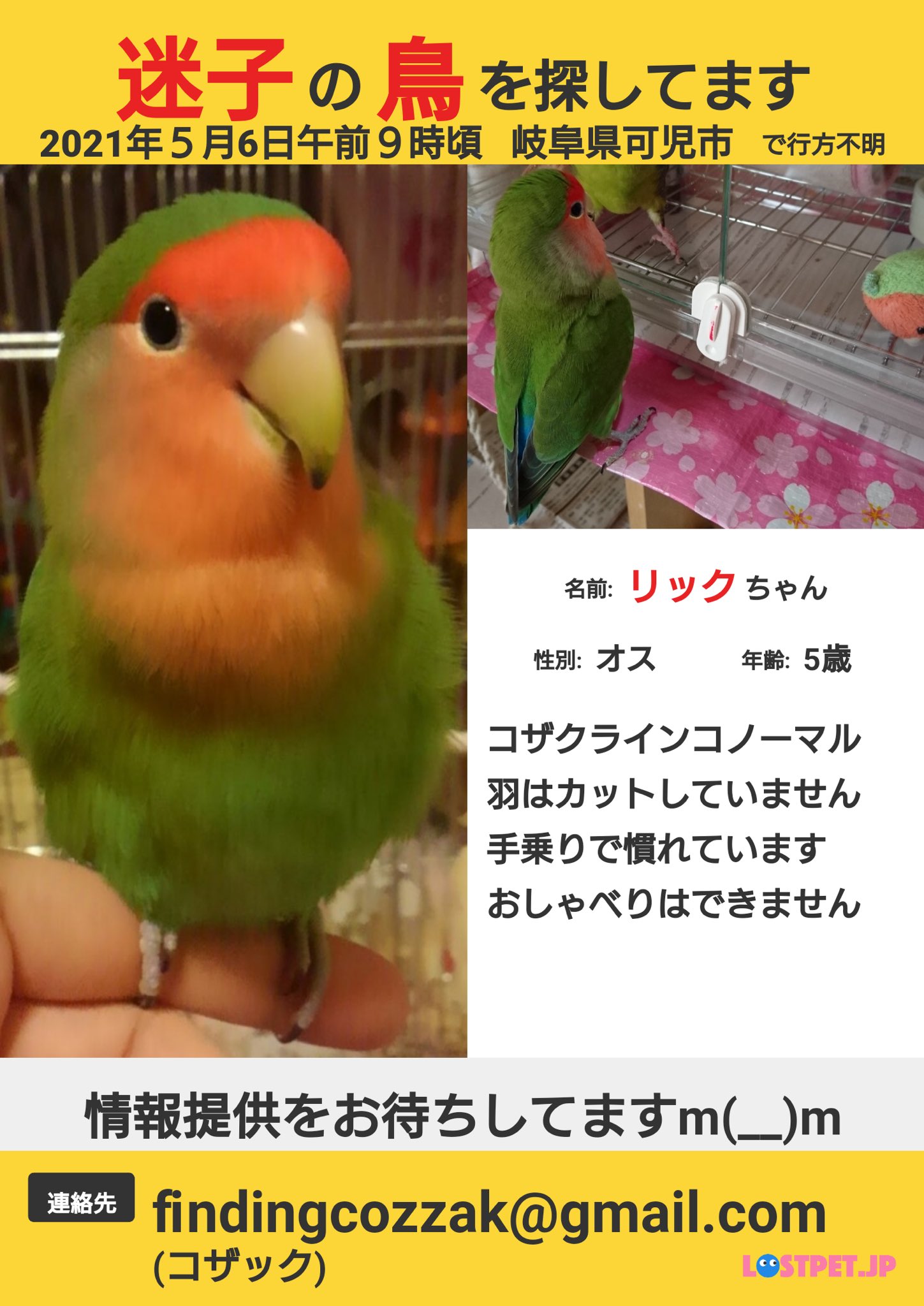 さおりん 拡散rt希望 高山市 岐阜県 コザクラインコ保護 高山警察署 保護鳥 迷子のインコ 保護したインコ T Co hw0k00ot Twitter