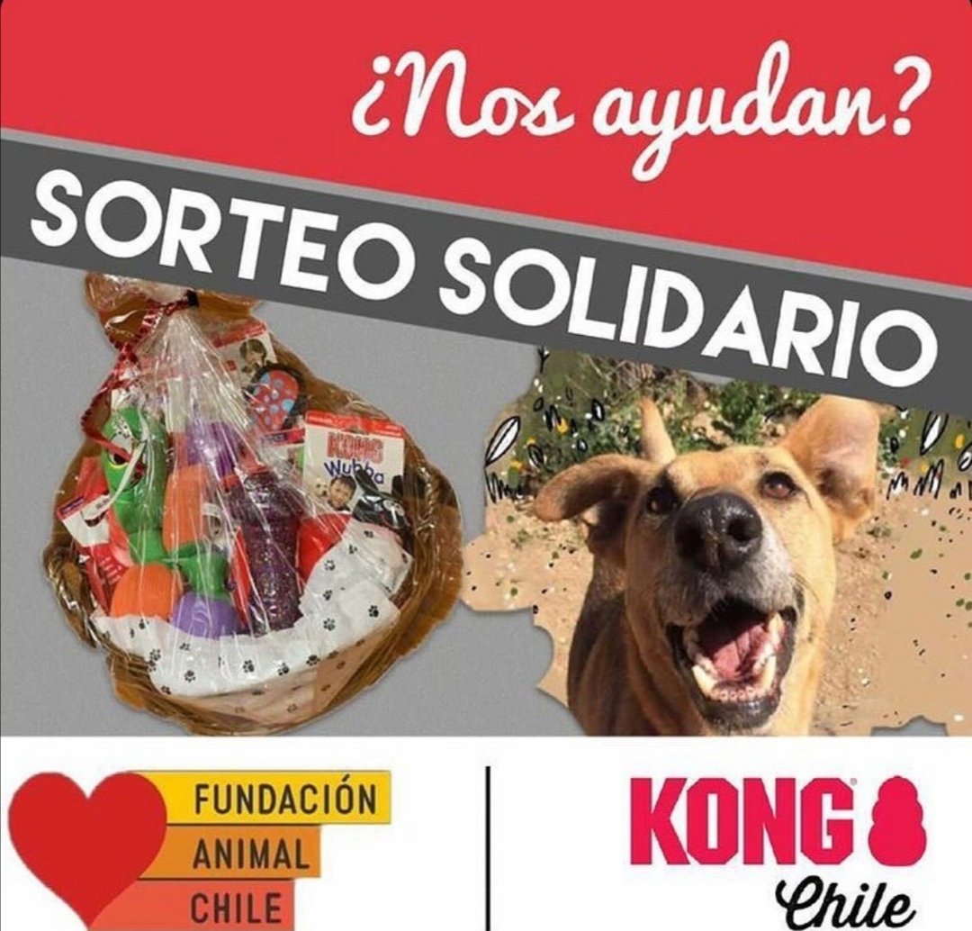 Tenemos #sorteo!!! Vayan a nuestro instagram @fundacionanimalchile a concursar por los increíbles premios que nos donó @kongchile♥️. Sigan las cuentas e inviten a todxs a participar!!! #RT