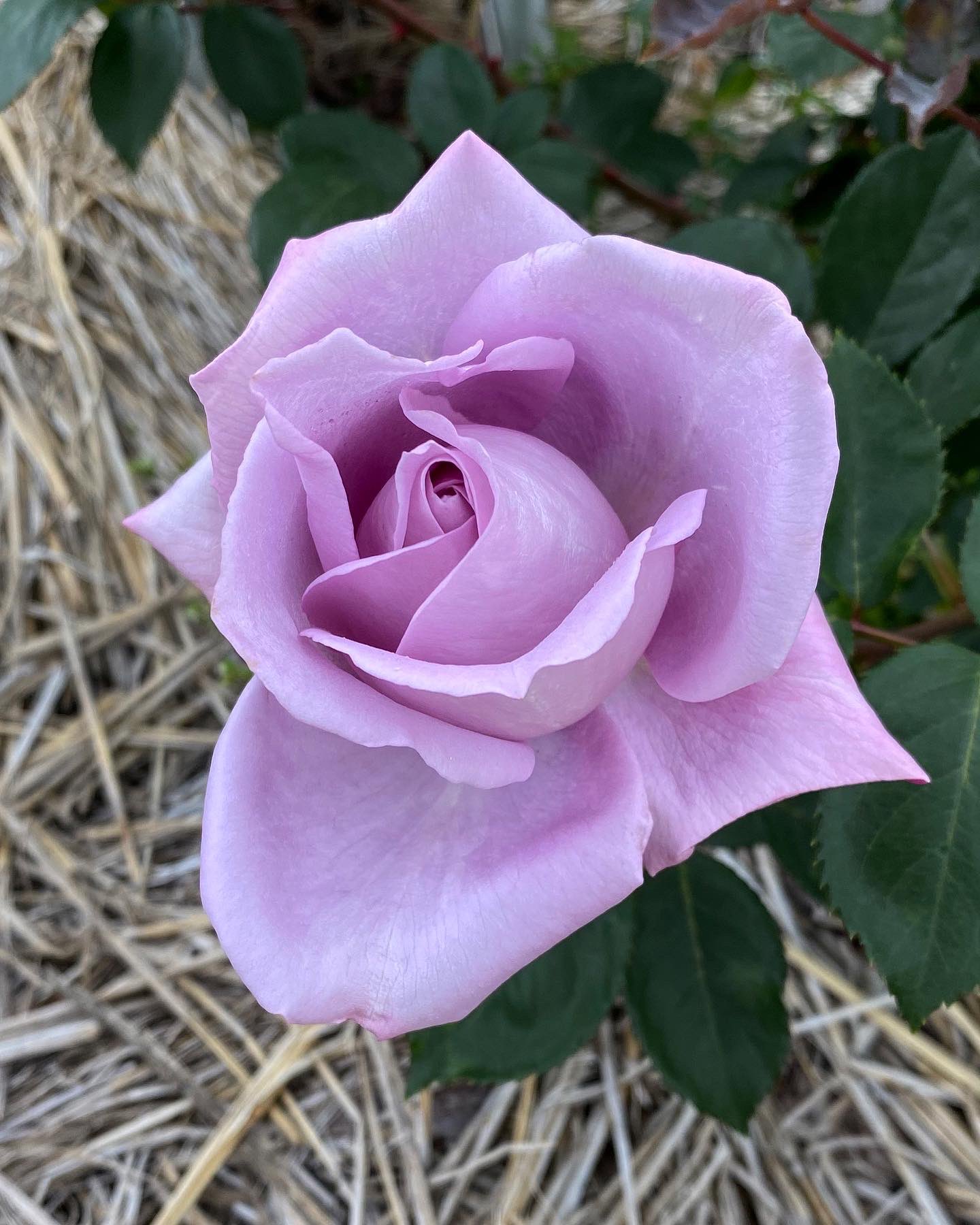 雪兎 夏菜子推しはもっ黒ニナル果て Blooms In Flushes Throughout The Season Lady X Sterling Silver Sterling Silver Nature Flowers Roses Rozen Mmeviolet Blumen Fiori Fleurs Cvetok T Co Iowv8en2s6 Twitter