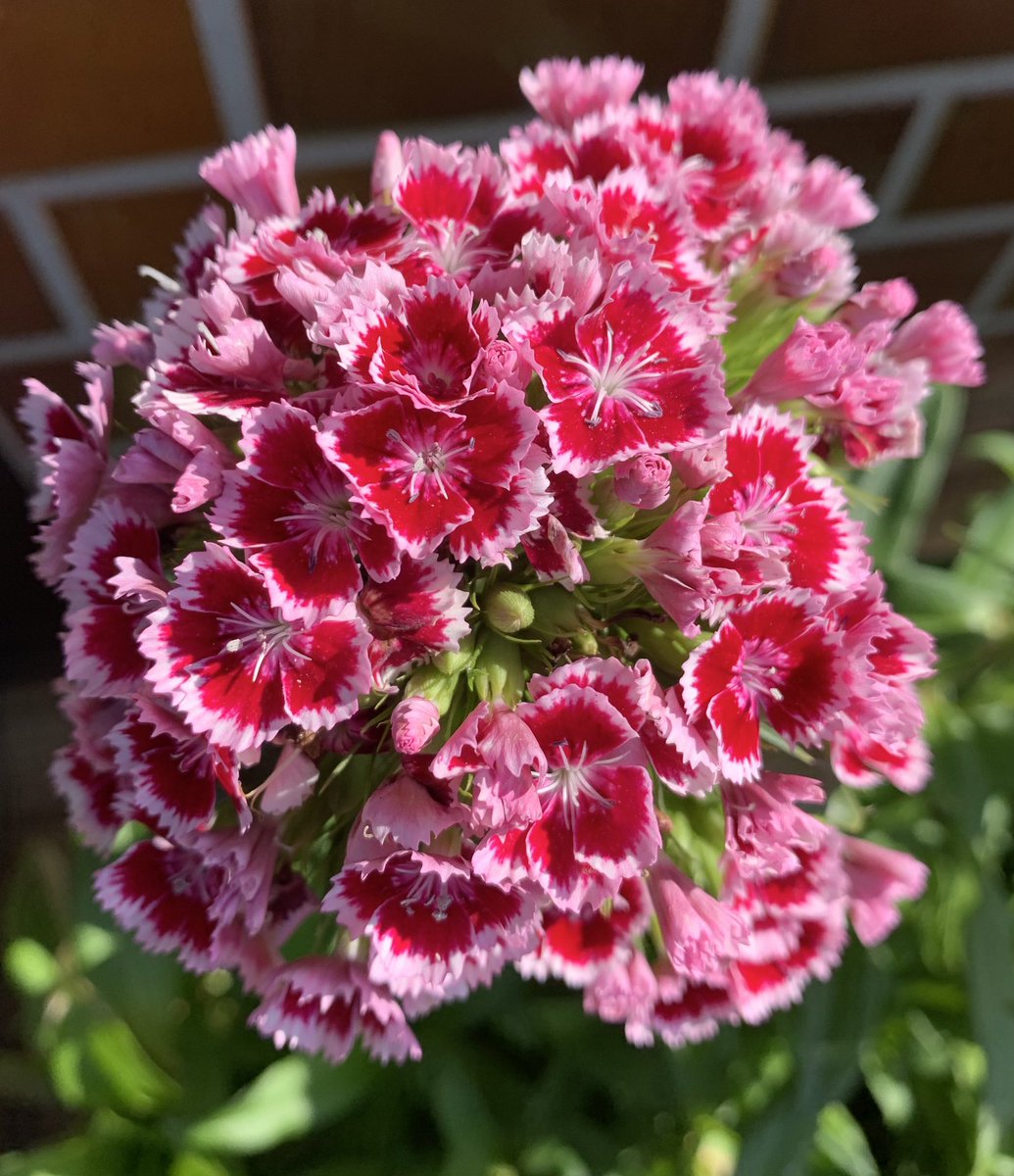 トコ 庭に咲いてるお花達 美女ナデシコ 美女撫子 ビジョナデシコ 髭撫子 ヒゲナデシコ 花 アメリカナデシコ