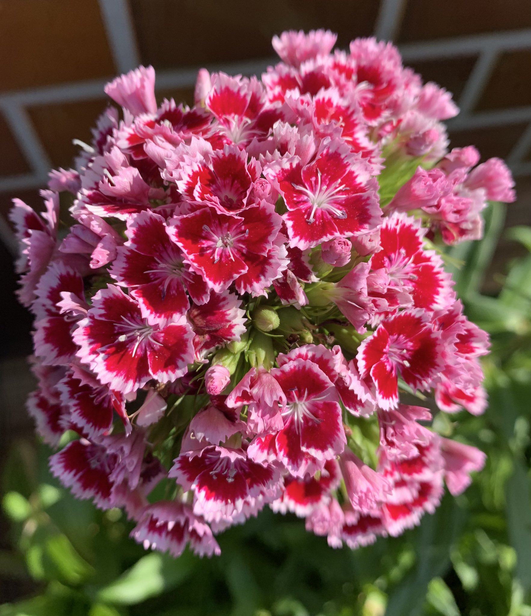 トコ 庭に咲いてるお花達 美女ナデシコ 美女撫子 ビジョナデシコ 髭撫子 ヒゲナデシコ 花 アメリカナデシコ T Co Ffk8kqnq6q Twitter