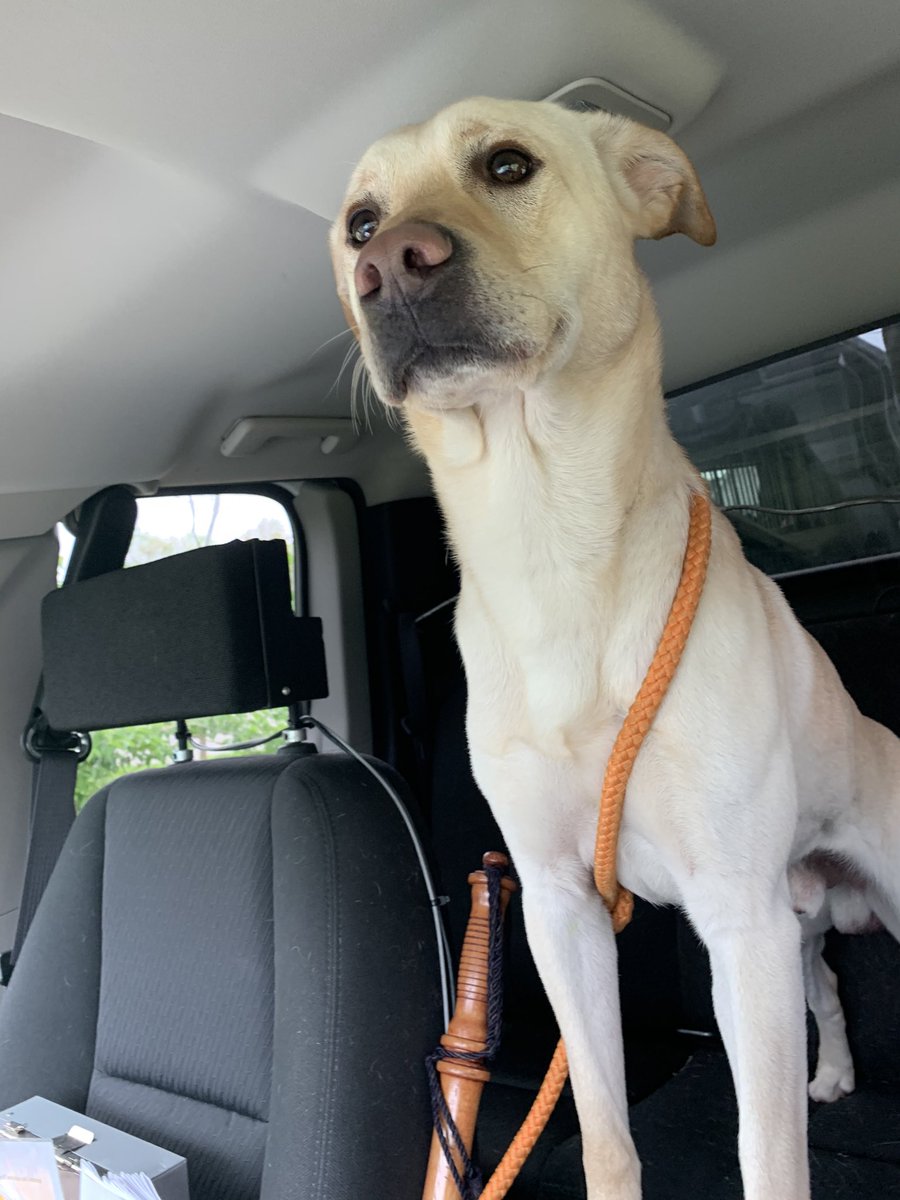 This handsome fella was found wandering in the area of 106th St and College. He appears to be a yellow lab mix. If you know who his human is, please let them know he misses them dearly and is waiting for them at the Humane Society at 10501 Hague Rd. in Fishers. 
#carmelpd