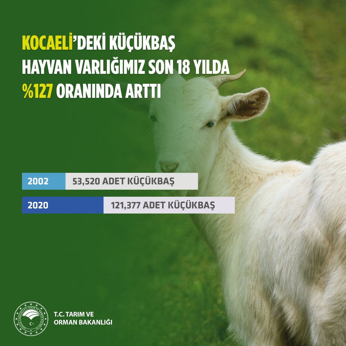 Kocaeli’de son 18 yılda;
Büyükbaş hayvan varlığımız %119 oranında,
Sebze üretimimiz %10 oranında,
Küçükbaş hayvan varlığımız %127 oranında arttı.
439 milyon tl tarımsal destek ödemesi yaptık. 

#TarımOrmanlaGüçlüTürkiye