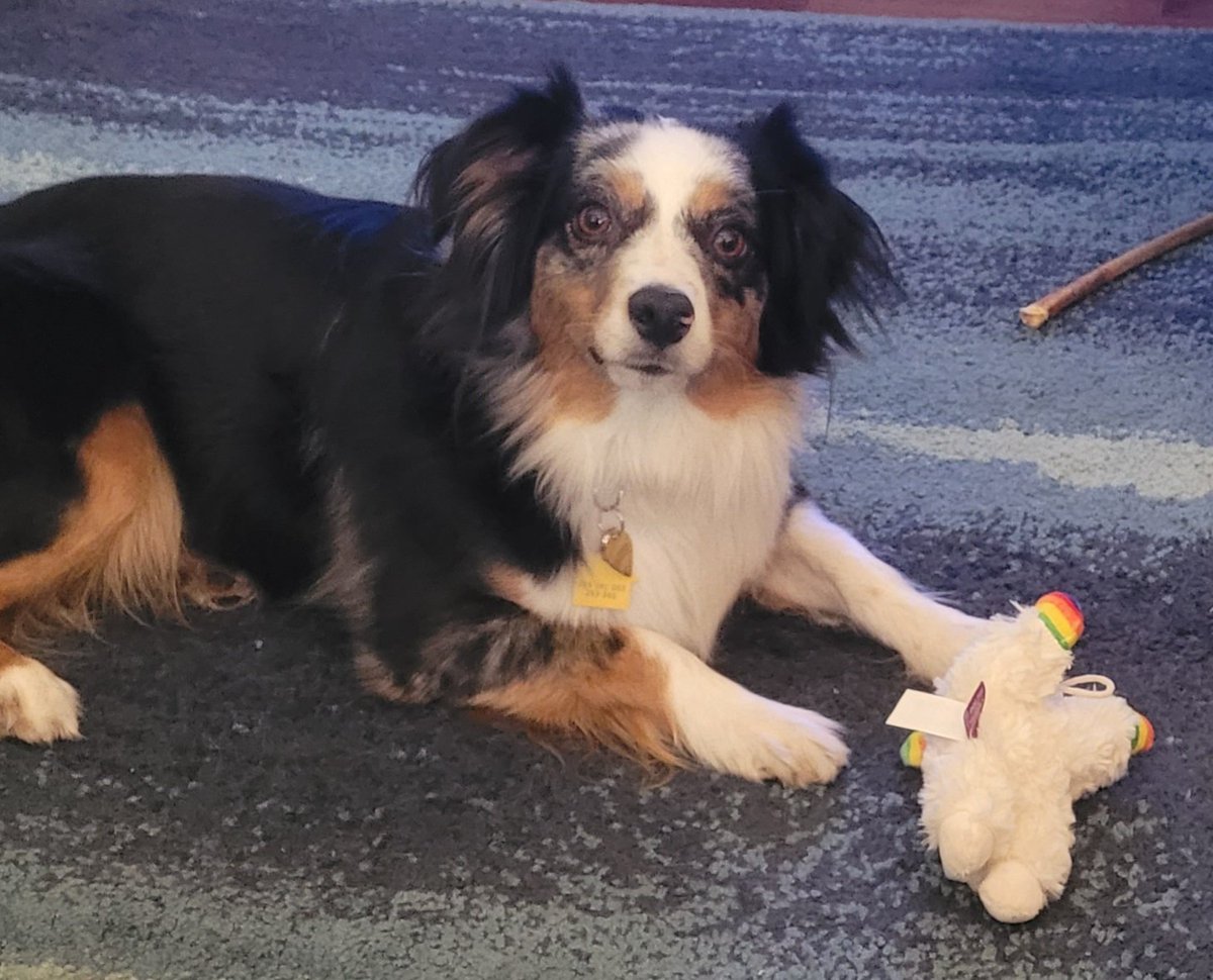 Got a bunch of new toys and chews this weekend. The humans spoil me and I love it. #DogsofTwittter @bfpwpodcast