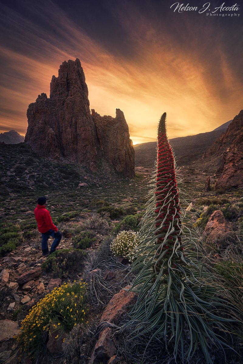 Comienza la floración de Tajinastes en el Parque nacional del Teide este 2021