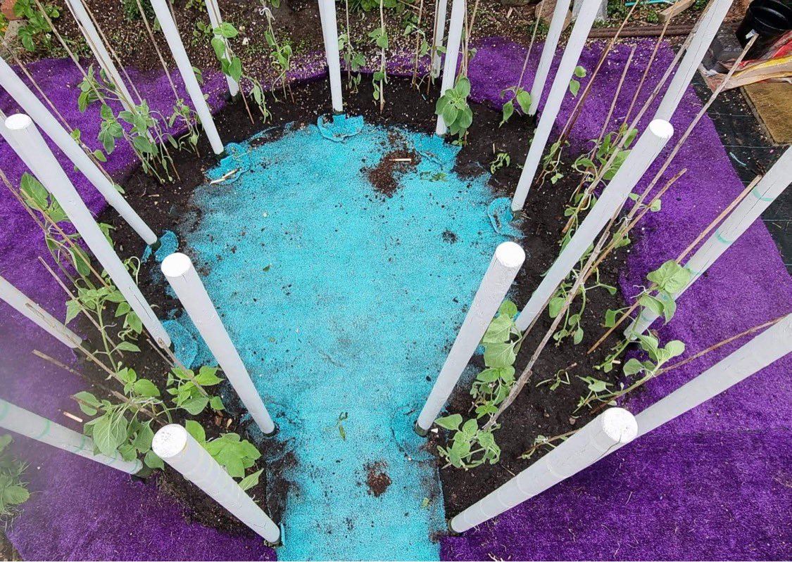 BHT_Sunflowers's tweet photo. @DawnMorrise rolled out the turquoise and purple carpet for her sunflowers this weekend...moments before a hailstorm 🤦 https://t.co/BwZRKg3ZAS