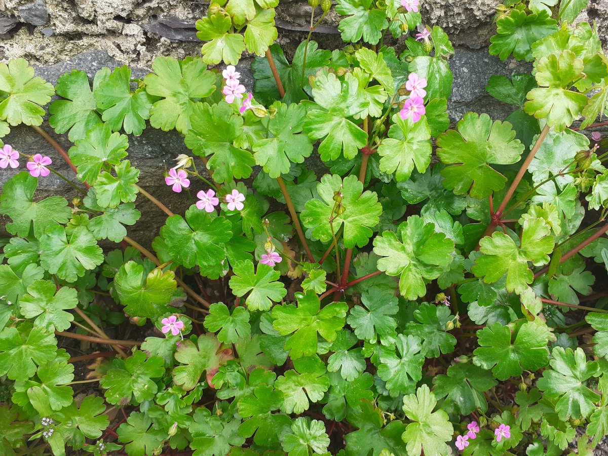 bethanbeech2's tweet photo. #wildflower_hour .#SmallGeraniums.Shining Cranesbill seen on a roadside in Llanllechid, NW Wales today as a #PavementPlant.
Pig yr aran loywddail (Geranium lucidum) ar ochr y Stryd Fawr yn Llanllechid heddiw. https://t.co/G1EtjgHF9r