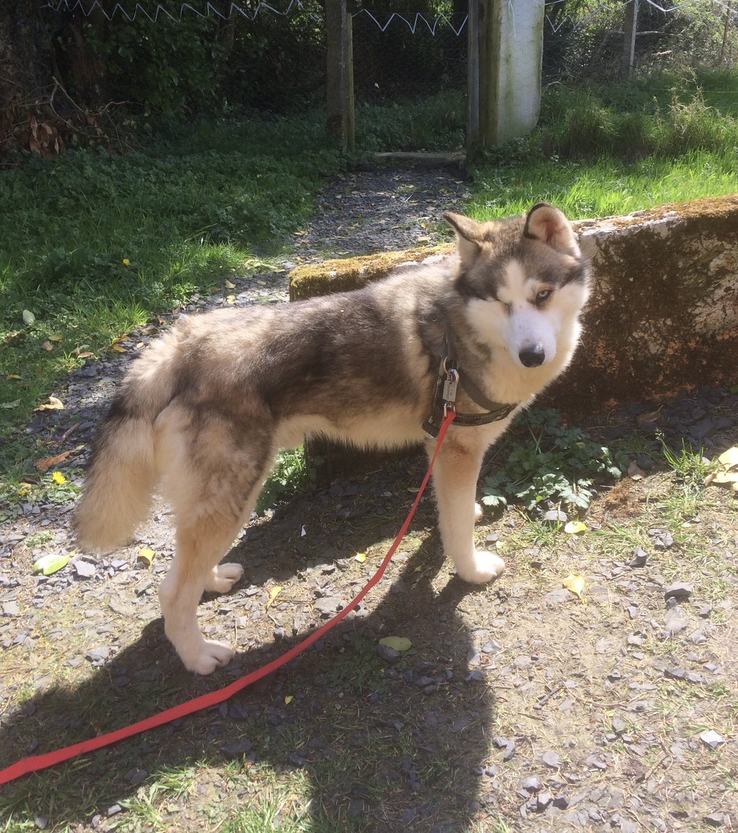 LiverpoolBird's tweet photo. Just 15 mths old, raised on a puppy farm, to produce other puppies. Never seen the sun, felt the grass under his feet, scared of humans, lost an eye in there. But he got out. Why? His puppies were too big, no use to breeder ‘cos didn’t bring in the big bucks so he was disposable. https://t.co/0IDjIMP3QZ