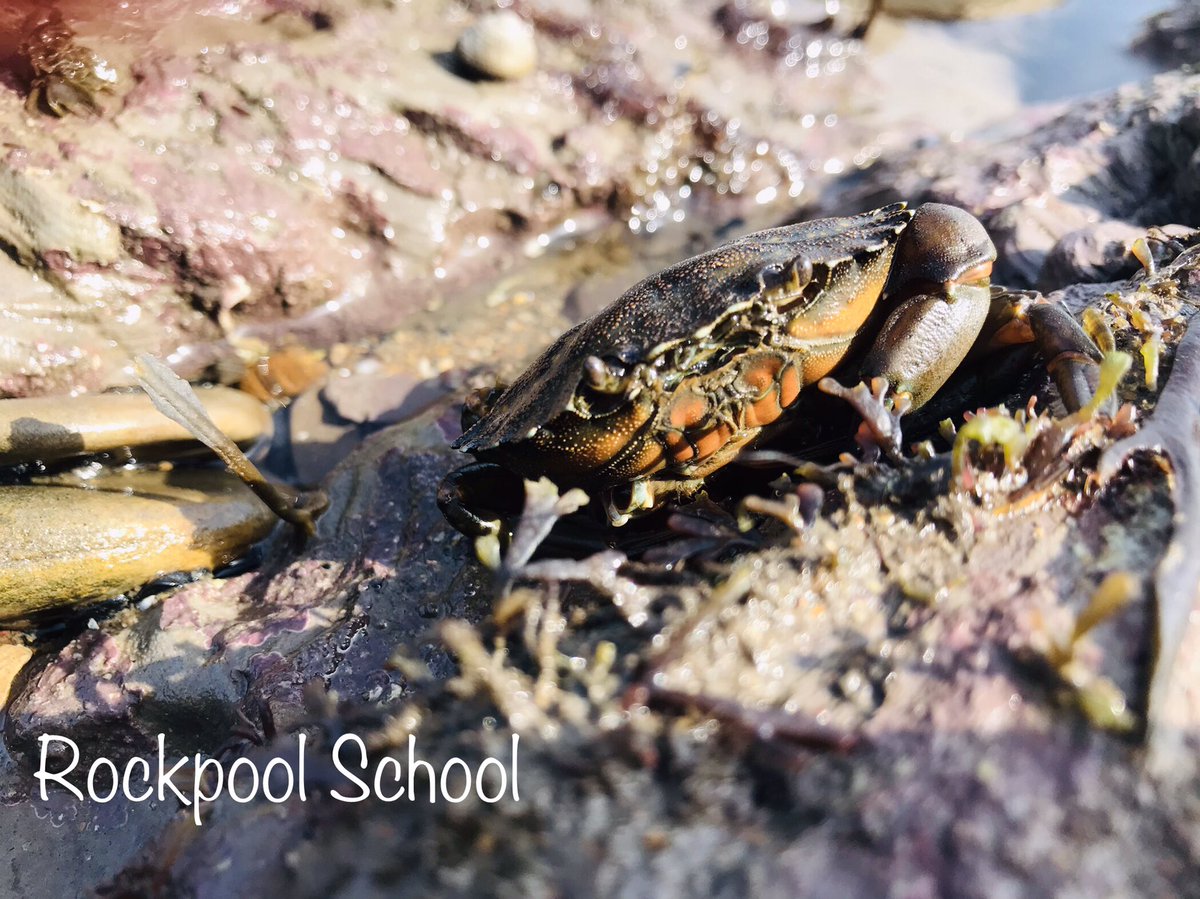 Rockpoolschool1's tweet photo. Not very often we get a crab happy to pose for photos #model 😂🦀 

#talkswild #rockpoolschool #shorecrab #carcinusmaenas #northeast #whitleybay #britishwildlife #biodiversity #ecology #wildlifeconservation #getoutside #ukwildlife #naturalworld #marinebiologist https://t.co/JLr6BRYzH9