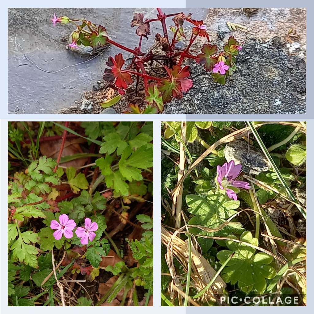 SuColeman's tweet photo. @wildflower_hour @BSBIbotany @Love_plants @WildFlowerSoc 3 #SmallGeraniums in North Wales for this week's #wildflowerhour challenge Shining cranes-bill, Herb Robert and Small - flowered cranes-bill @wildflower_hour @Love_plants @BSBIbotany @BSBICymru @WildaboutPlants @NearbyWild @Britnatureguide @NatureUK https://t.co/oSrXDZNdXo