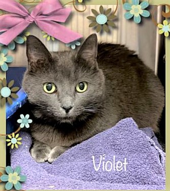 sachikoko's tweet photo. 💜SWEET 1YO GRAY/BLUE KITTY "VIOLET"💜
📣NEEDS #ADOPTION OR #RESCUE
➡ID 628676 Cage 606 https://t.co/7edzHCuMKv
🙏🏾#ADOPT #PLEDGE #SAVEALIFE #AdoptDontShop
#MARIETTA #GA @cobbkitties #CAT #AdoptMe
#AdoptAShelterCat #CatsofTwitter #RescueMe https://t.co/byVph3sAEj