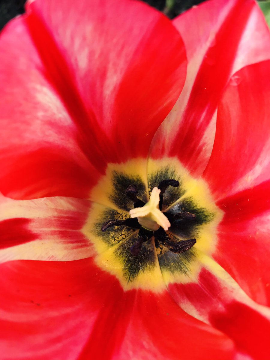 A bloomin’ day in Ottawa. This one’s for you, <a href="/DaveDutton/">Dave Dutton</a> ❤️