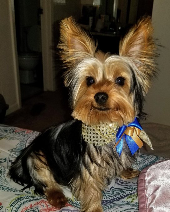 @PAWSOfficial1 this is such an amazing project. I am so happy to be part of this community. You should<a class="tags" target="_blank" title="On Twitter" href="/?out=eyJ0eXAiOiJKV1QiLCJhbGciOiJIUzUxMiJ9.eyJpYXQiOjE3MjU0NjM4MTcsImlzcyI6InR3cG9ybnN0YXJzLmNvbSIsIm5iZiI6MTcyNTQ2MzgxNywiZXhwIjoxNzU2OTk5ODE3LCJyZWRpcmVjdF91cmwiOiJodHRwczovL3R3aXR0ZXIuY29tL1BBV1NPZmZpY2lhbDEifQ.ByX-8KFJ3t-JlCNMUhBmff2jM5jxEqRarJqMcr9WG5zmHz8-4MN-HsaK1dQI6PjymVVuiTWDjv1dBXw06S1m_A">@PAWSOfficial1</a>