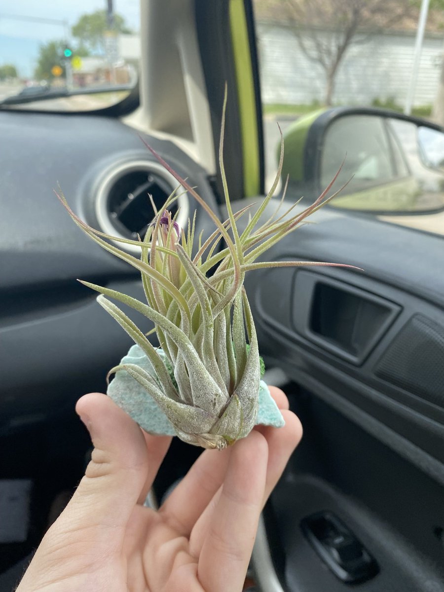Meet Rocko (He’s called that because he’s on a rock. Also I like plants now)