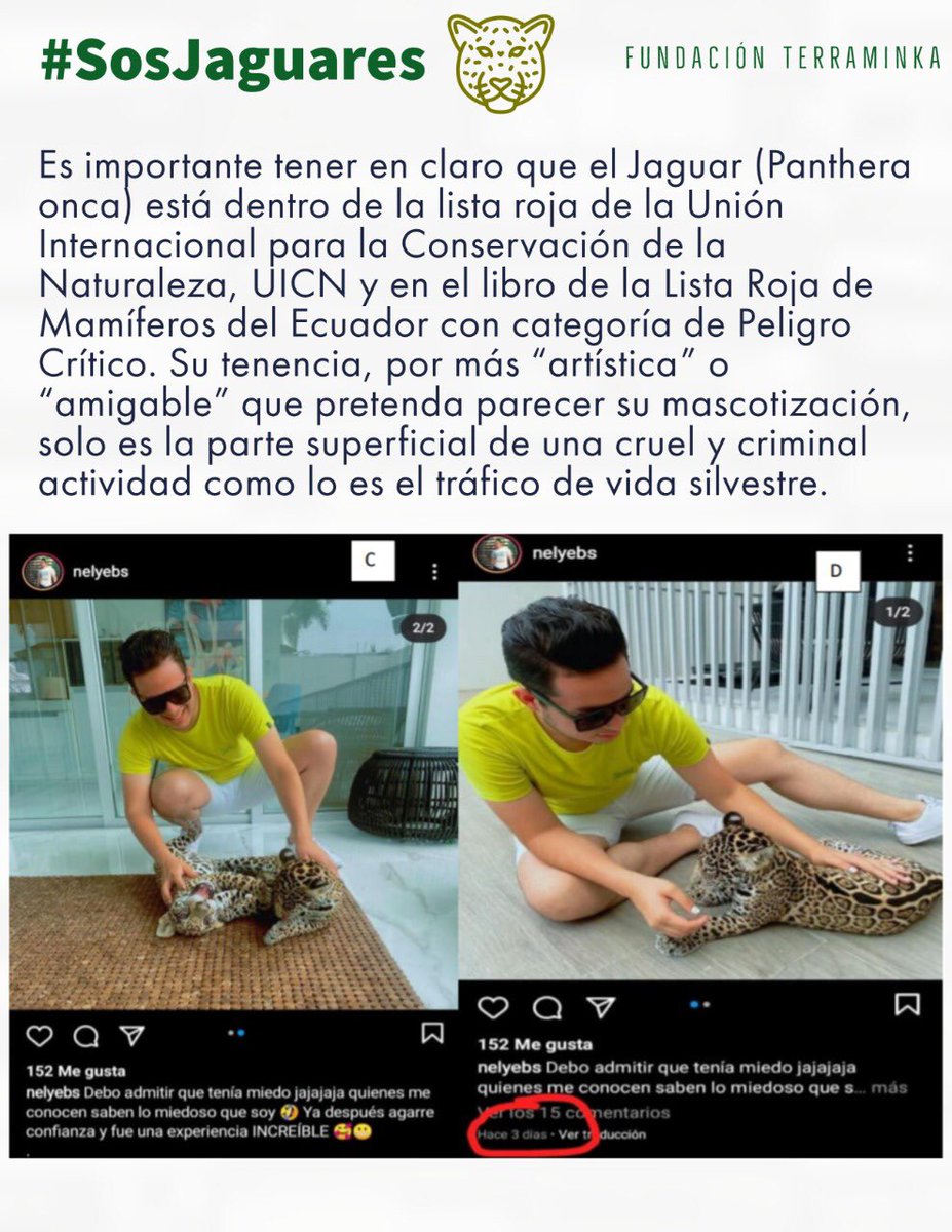 cesarllivic's tweet photo. #SosJaguares Rogamos el retuit para influir a recuperar los jaguares cuya tenencia se denunció en diciembre de 2020, sin resultados hasta la fecha @Ambiente_Ec @FiscaliaEcuador @luisevivanco @avefalconi @dayanaramusica @flacaguerrerog @jalaldubois @RobertoManrique @carolinajaume https://t.co/TH37afVcPQ