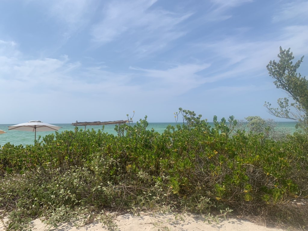 Mich_fridman's tweet photo. Cuando me preguntan: “Por qué #YucatánEsColor?”
Yo les contesto:
🏝🏖🦩🐢🦎🦖🐠🐊🦌☘️🌝🌈☄️ https://t.co/3G77F0PNos