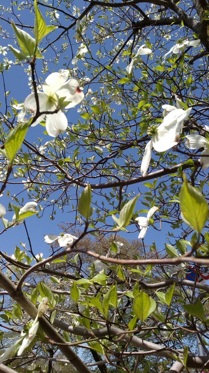 ハナミズキ 伊藤健太郎 最新情報まとめ みんなの評価 レビューが見れる ナウティスモーション