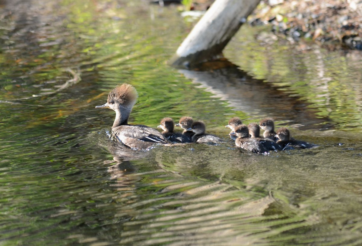 No, no I won't choose one.  Too many SQUEEES!!!! Last year, it was a common merganser that surprised us with chicks! This year, a #hoodedmerganser! Neither of which we have ever seen breeding in this area. 😮 😍 #MDDCBBA3
