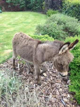 JohnAndHut's tweet image. #LineOfDuty  Even the wee donkey can&apos;t believe it&apos;s Buckles.