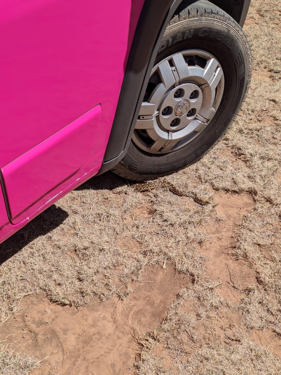 #TRUCKLIFE #BEEPBEEP we had a visitor today! didnt even know the guy was there until someone pointed it out